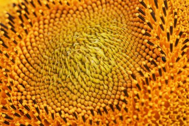 Tohumlar bir ayçiçeği kafasında bir sürü