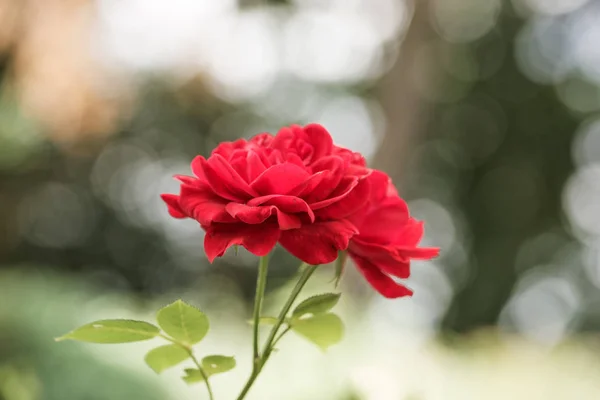 Летняя красная роза, селективный фокус, свет и сердце на заднем плане — стоковое фото