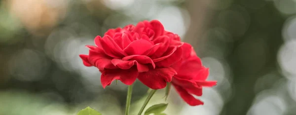 Verão vermelho Rose, foco seletivo, luz e fundo bokeh coração — Fotografia de Stock