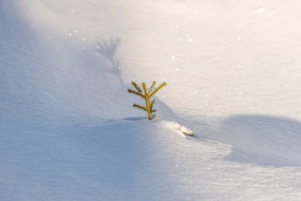 Pequeno abeto no inverno na neve — Fotografia de Stock