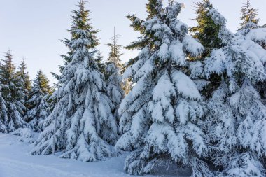 karla kaplı çam ağaçları