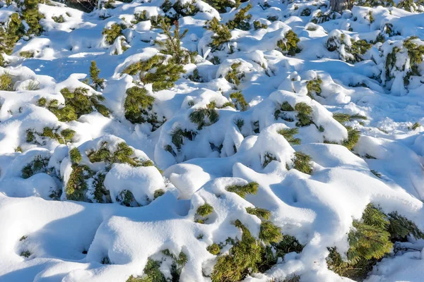 Jedlové větve pokryté sněhem — Stock fotografie