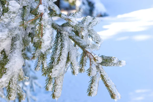 冷杉的枝条，覆盖着冰 — 图库照片