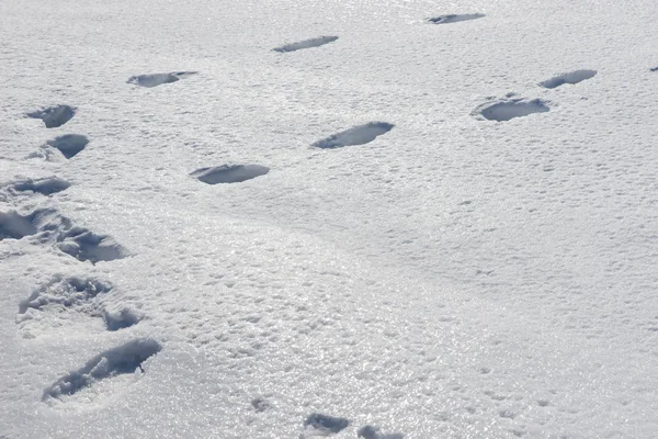 Güneşli karda derin ayak izleri