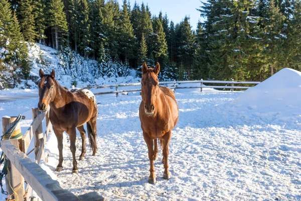 Два коричневых красивых коня зимой — стоковое фото