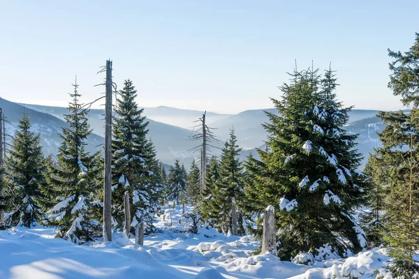 Όμορφο χειμερινό τοπίο στο δάσος — Φωτογραφία Αρχείου