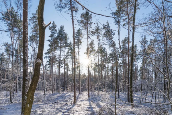 Forest in the sun rays in winter season