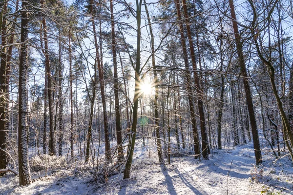 Forest in the sun rays in winter season