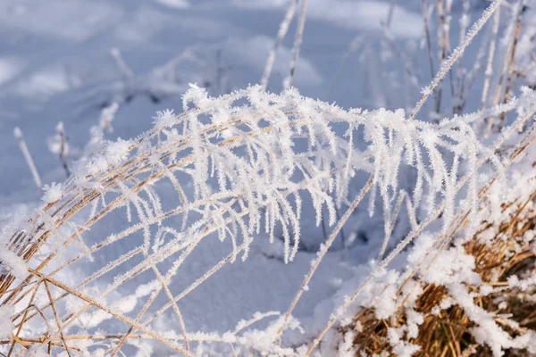Bevroren gras, bedekt met rijm — Stockfoto