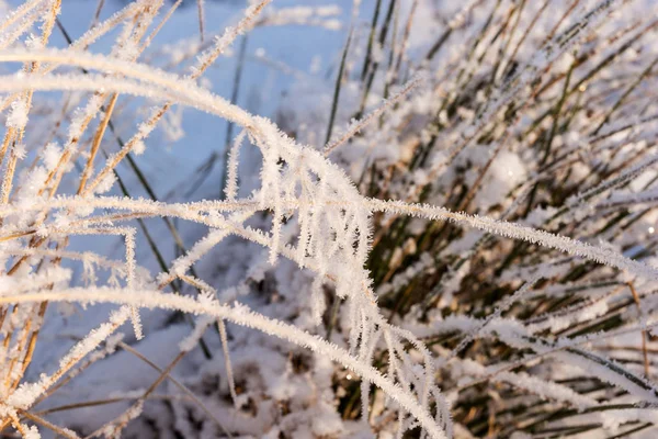 Frozen grass, covered with hoarfrost — Stock Photo, Image