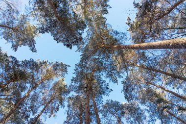 Alttan kışın ağaçlar