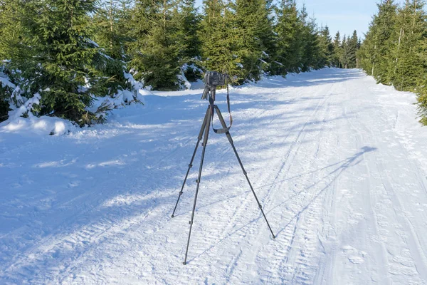 Camera on tripod stands on the forest path in winter