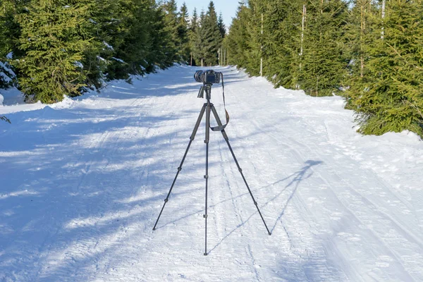 Camera on tripod stands on the forest path in winter