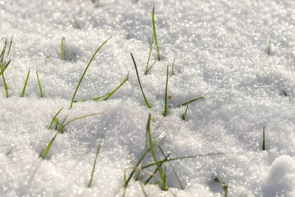 Kar üzerinden büyüyen çimen