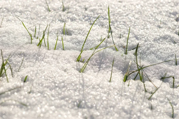 Gras groeit door de sneeuw — Stockfoto