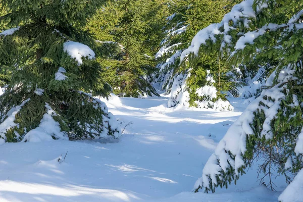 Krásný zimní den v zasněženém lese — Stock fotografie