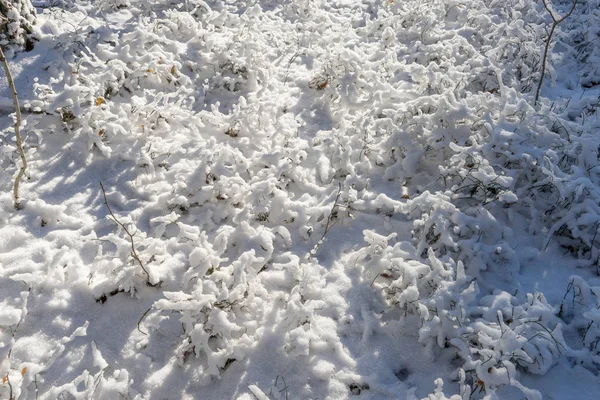 Kar kaplı orman zemini — Stok fotoğraf