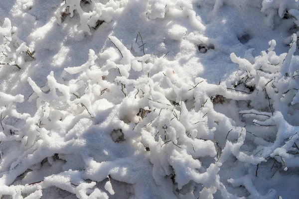 Kar kaplı orman zemini — Stok fotoğraf