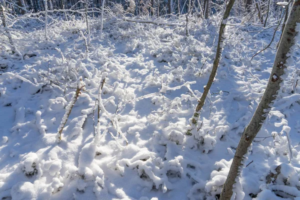 Kar kaplı orman zemini — Stok fotoğraf