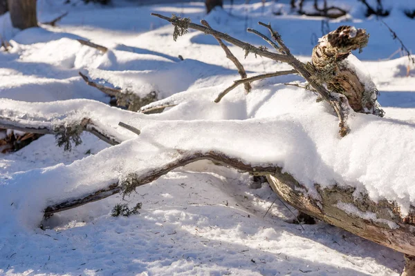 Ramo coberto de neve na floresta de inverno — Fotografia de Stock