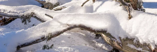 눈 덮힌 겨울 숲에서 분기 — 스톡 사진