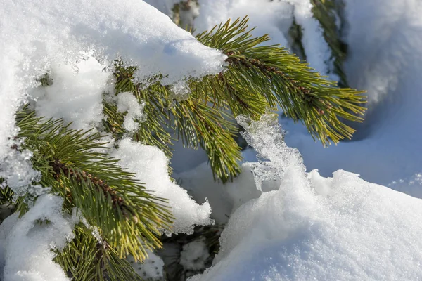 冰雪覆盖的冷杉树枝 — 图库照片