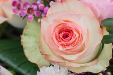 Pembe gül yakın plan