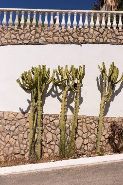 Kaktüs ile Akdeniz taş duvar