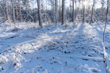 Kış ormanda parlayan güneş