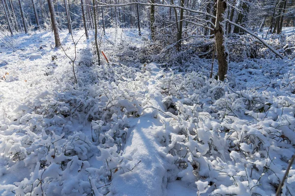 Kış ormanda parlayan güneş — Stok fotoğraf
