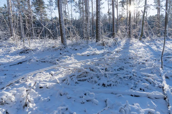 Sun shining in the winter forest — Stock Photo, Image