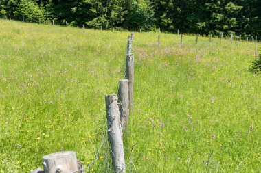 Kır çiçeği çayır dağlarda