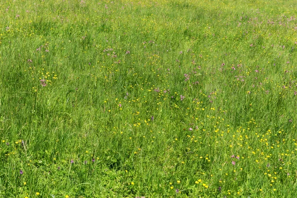 野花草地在山里 — 图库照片