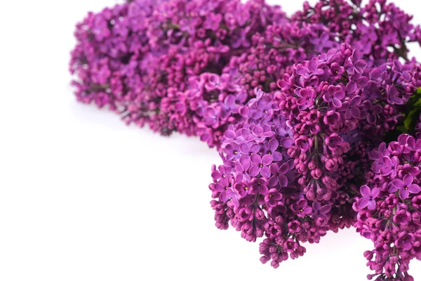 紫のライラック白で隔離のクローズ アップ — ストック写真