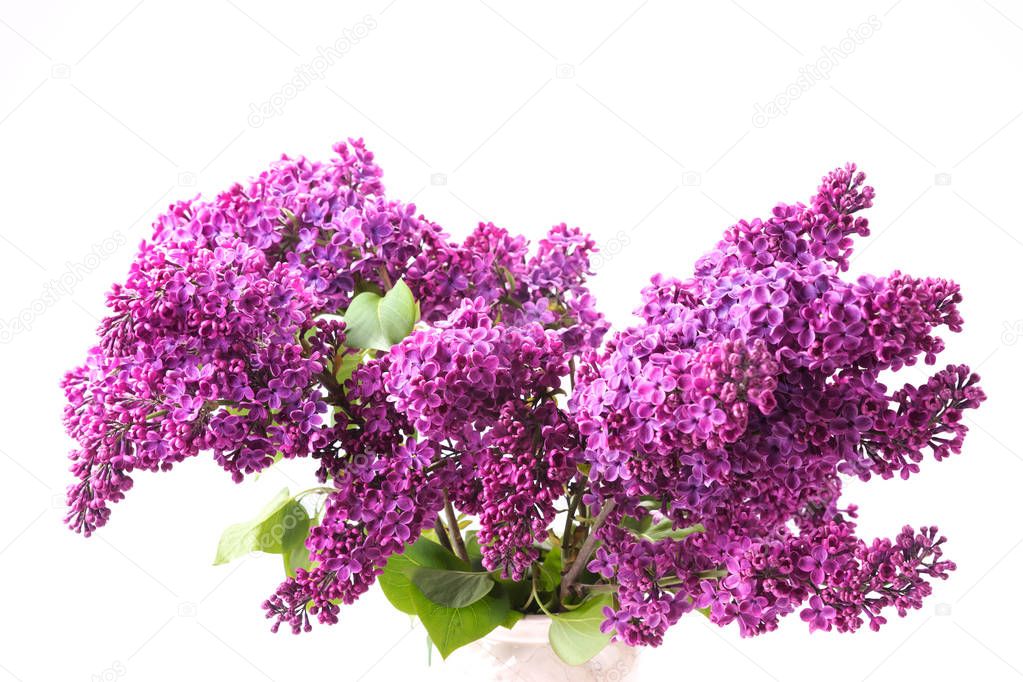 Closeup of purple lilac isolated on white