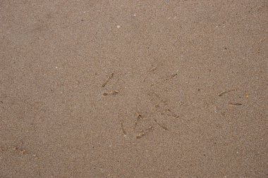Küçük kuş izleri olan kum arka plan