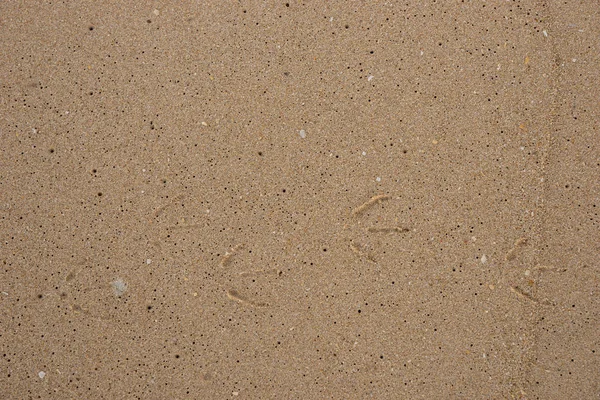 Küçük kuş izleri olan kum arka plan