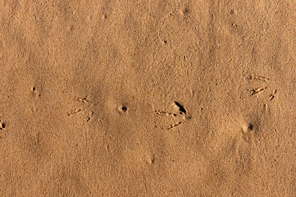 Piasek tło z małe ślady ptaków — Zdjęcie stockowe