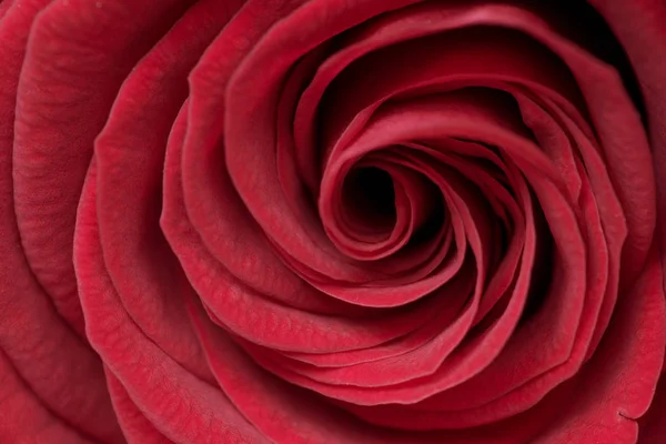 Extremo close-up de flor de rosa vermelha — Fotografia de Stock