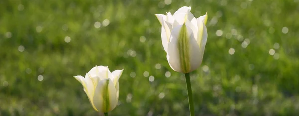 Due tulipani con prato sullo sfondo — Foto Stock