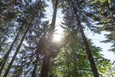 Ormandaki ağaçlar ile yapraklara parlaklık