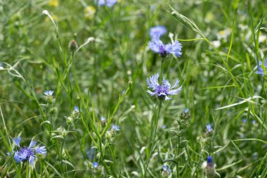 bir alandaki Peygamber Çiçeği