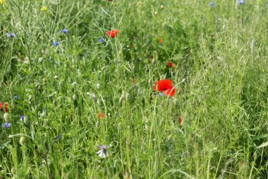 Tarlada açan kırmızı gelincikler