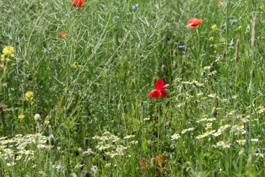 Tarlada açan kırmızı gelincikler