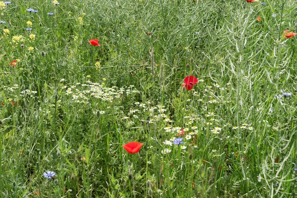 Papaveri rossi in fiore nel campo — Foto Stock