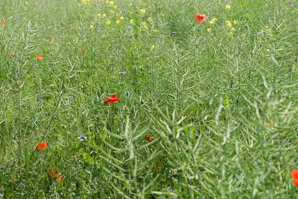 Papaveri rossi in fiore nel campo — Foto Stock