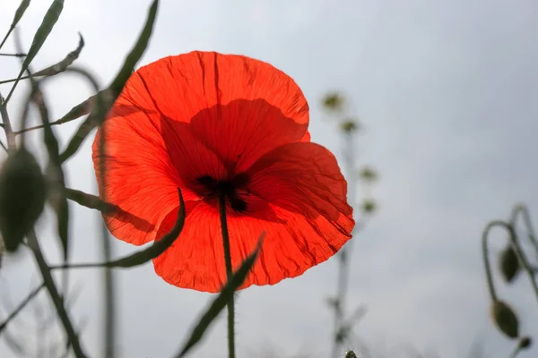 Roter Mohn auf Hintergrundbeleuchtung von unten — Stockfoto