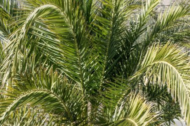 Palmiye yapraklarını kapat