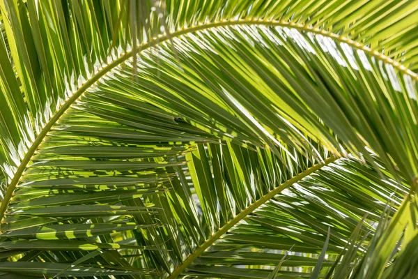 Close up de folhas de palmeira — Fotografia de Stock