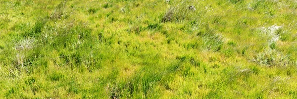 天然绿色草地 — 图库照片